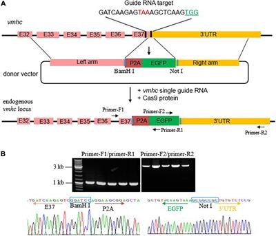 An EGFP Knock-in Zebrafish Experimental Model Used in Evaluation of the Amantadine Drug Safety During Early Cardiogenesis